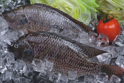 tilapia-entera